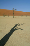Namib desert - Deadvlei / Dead Vlei - Hardap region, Namibia: shadows - trunk - photo by J.Banks