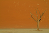 Namib desert - Deadvlei - Hardap region, Namibia: dead tree on red sand - photo by J.Banks