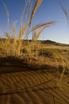 Namib Desert - Sossusvlei, Hardap region, Namibia: the beauty of nature. - photo by Sandia