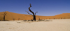 Namib Desert - Dead Vlei, Hardap region, Namibia: surrealistic view - dead trees - photo by Sandia