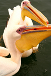 Walvis Bay / Walvisbaai / Walfischbucht , Erongo region, Namibia: seal and dolphin cruise - pelicans - photo by Sandia