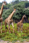 Etosha Park, Kunene region, Namibia: giraffes on the move - photo by Sandia