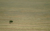 Namibia: solitary tree on the pass - photo by J.Banks