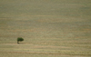 Namibia: solitary tree on the pass - photo by J.Banks