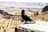 Namibia - Fish River Canyon / Visrivier Canyon: Blackbird - Turdus merula - photo by J.Stroh