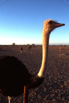 Namibia - Etosha Park: Etosha Park, Kunene region: male Ostrich - Struthio camelus australis - photo by G.Friedman