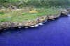 Navassa Island - cliffs of the southwest coast - image by United States Geological Survey - in P.D. - not for sale)