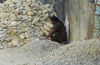 Kathmandu, Nepal: woman breaking stones with a hammer - manual production of gravel for roads - photo by E.Petitalot
