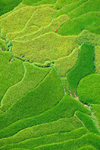 Nepal, Pokhara: rice field terraces from above - photo by J.Pemberton