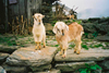 Nepal - Kathmandu valley: baby goats - kids - photo by J.Kaman