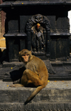 Kathmandu valley, Nepal: Swayambunath temple - Rhesus Macaque - Macaca mulatta - photo by W.Allgwer