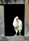 Nepal - Langtang region - a chicken perched on a window looks outside - photo by E.Petitalot