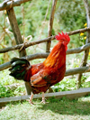 Nepal - Kathmandu valley: rooster - cockrel - chicken (photo by G.Friedman)