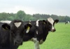 Netherlands - Overijssel: Dutch cows (photo by M.Bergsma)