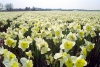 Netherlands - Lisse (Noord-Holland): flowers (photo by M.Bergsma)