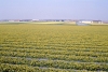 Netherlands - Lisse  (Noord-Holland): flower field (photo by M.Bergsma)