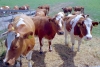 Netherlands - Zoetermeer: cows (photo by M.Bergsma)