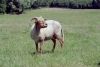 Netherlands - Zoetermeer: goat in the Westerpark (photo by M.Bergsma)