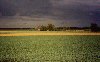 Netherlands - Roosendaal (Noord-Brabant): cabbage fields forever (photo by Miguel Torres)