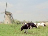 Netherlands - Kinderdijk (Zuid-Holland): Dutch windmill - cows grazing - Unesco world heritage (photo by M.Bergsma)