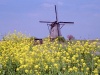 Netherlands - Kinderdijk (Zuid-Holland): Dutch windmaill - field of flowers (photo by M.Bergsma)