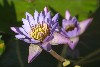 New Caledonia / Nouvelle Caldonie - Water lily - flower (photo by R.Eime)
