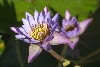 New Caledonia / Nouvelle Caldonie - Water lily (photo by R.Eime)