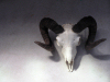 New Zealand - South island: West Coast - ram's skull - photo by Air West Coast