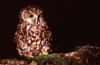 New Zealand - Southern Boobook - Ninox novaeseelandiae - mopoke - morepork on branch - photo by Air West Coast