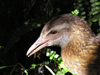 New Zealand - weka headshot - photo by Air West Coast