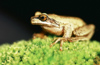 New Zealand - whistling tree frog on green moss - photo by Air West Coast