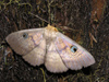 New Zealand - red admiral butterfly - photo by Air West Coast