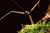 New Zealand - stick insect - front - photo by Air West Coast