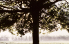 New Zealand - South island: West Coast - Tree branches backlit - Tree silhouette - photo by Air West Coast