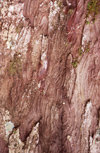 New Zealand - bark on white pine tree - photo by Air West Coast