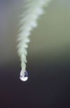 New Zealand - Dew drop on fern frond - photo by Air West Coast