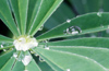 New Zealand - Dew drops on lupin leaves - photo by Air West Coast