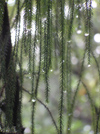 New Zealand - Dewy Rimu leaves - photo by Air West Coast