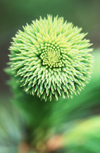 New Zealand - new growth on spruce tree - photo by Air West Coast