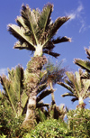 New Zealand - nikau palms - photo by Air West Coast