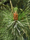 New Zealand - Pine tree flower - photo by Air West Coast