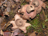 New Zealand - star puffballs - photo by Air West Coast