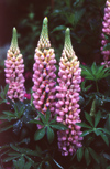 New Zealand - three lupins - flowers - photo by Air West Coast