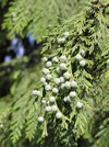 New Zealand - tiny cones on fir tree - photo by Air West Coast