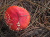 New Zealand - Top of fly agaric toadstool growing in pine plantation - photo by Air West Coast