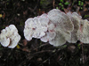 New Zealand - underside of small white fungi - photo by Air West Coast