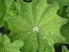 New Zealand - Water droplet in leafOLYMPUS DIGITAL CAMERA - photo by Air West Coast