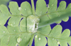 New Zealand - water fern closeup - water drops - photo by Air West Coast