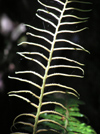 New Zealand - young spleenwort frond - photo by Air West Coast