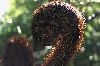 New Zealand - Coiled tree ferns frond (photographer: Rob Neil)